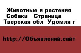 Животные и растения Собаки - Страница 23 . Тверская обл.,Удомля г.